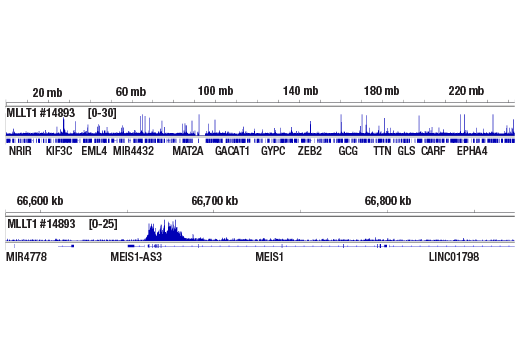 Chromatin Immunoprecipitation Image 2: MLLT1/ENL (D9M4B) Rabbit Monoclonal Antibody