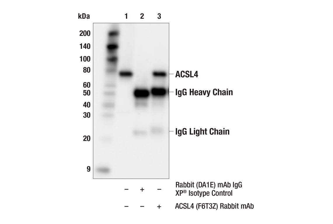Immunoprecipitation Image 1: ACSL4 (F6T3Z) Rabbit Monoclonal Antibody