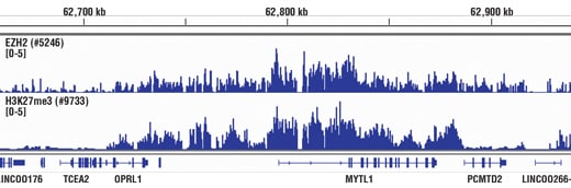 Chromatin Immunoprecipitation Image 1: Tri-Methyl-Histone H3 (Lys27) (C36B11) Rabbit Monoclonal Antibody