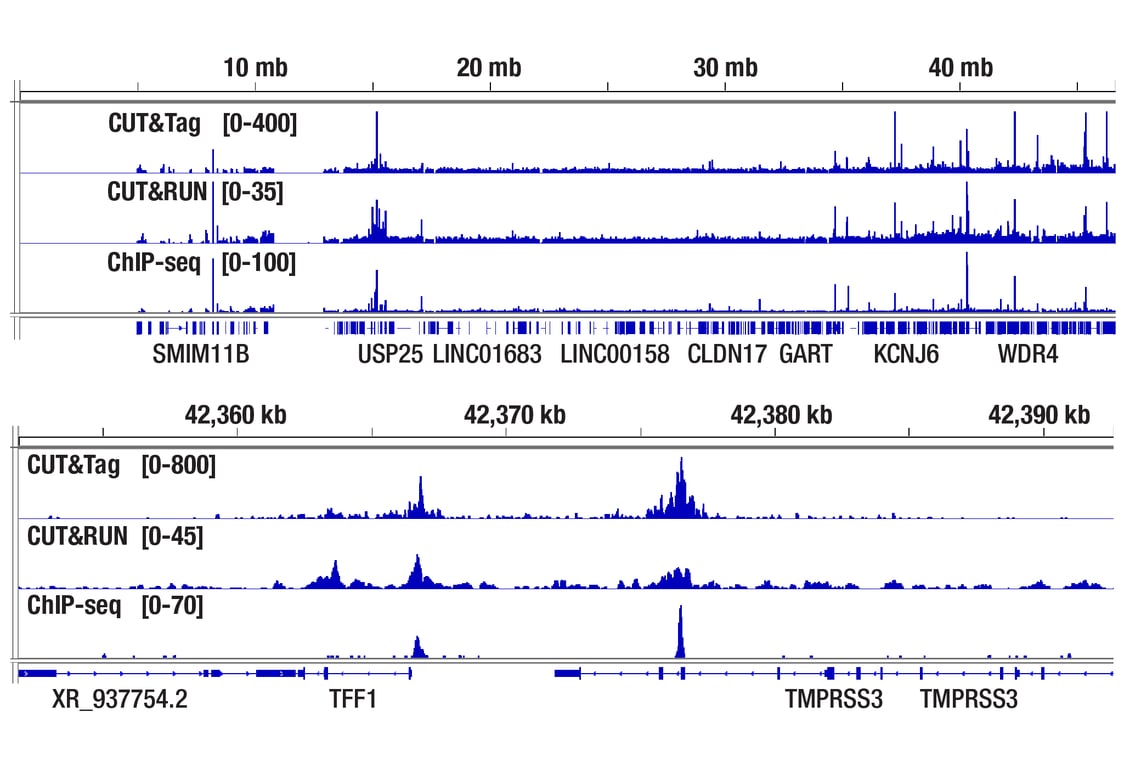 CUT & Tag Image 2: Digitonin Solution