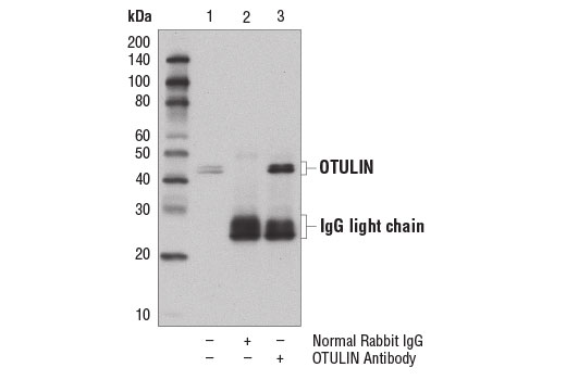 Immunoprecipitation Image 1: OTULIN Antibody