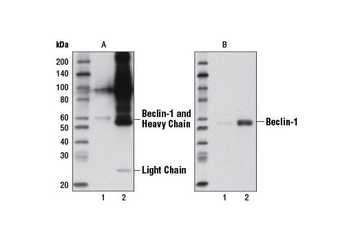 Western Blotting Image 2: Mouse Anti-rabbit IgG (Conformation Specific) (L27A9) Monoclonal Antibody (HRP Conjugate)