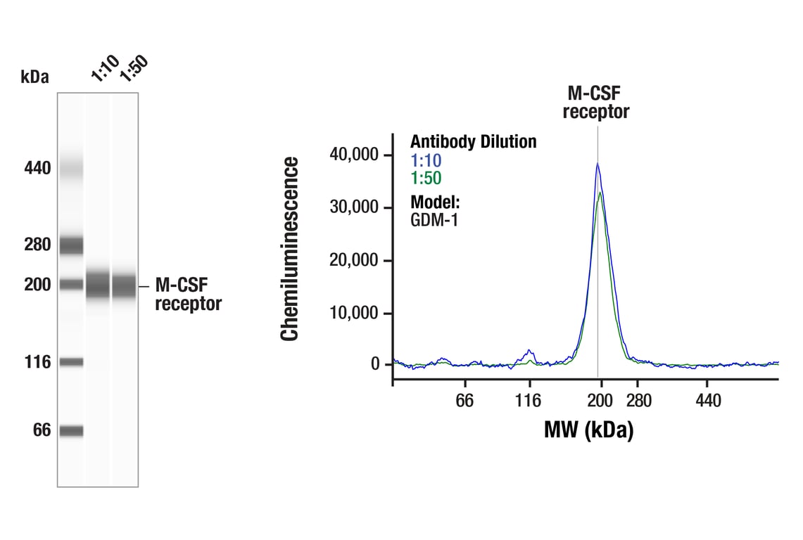 Western Blotting Image 1: CSF-1R/M-CSF-R (E7S2S) Rabbit Monoclonal Antibody