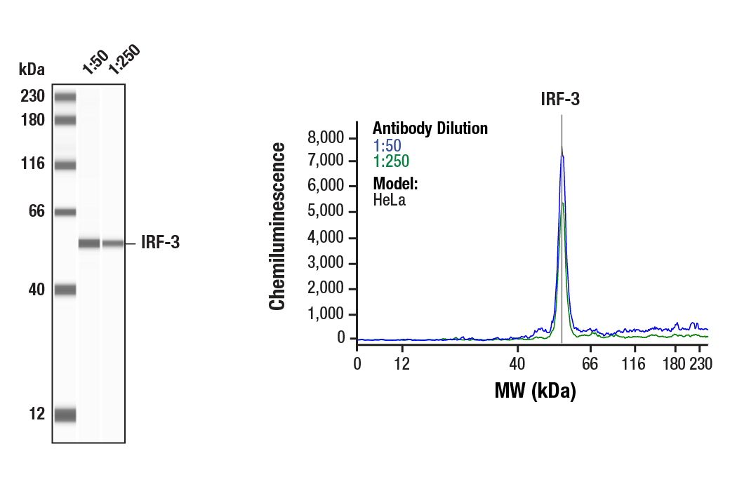 undefined Image 22: Rig-I Pathway Antibody Sampler Kit