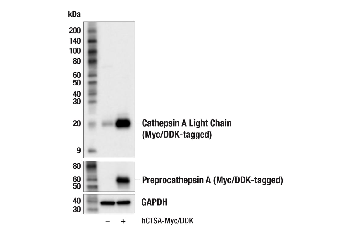 Western Blotting Image 2: Cathepsin A (F8X9E) Rabbit Monoclonal Antibody