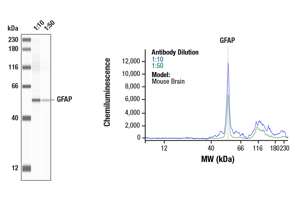 Western Blotting Image 1: GFAP (D1F4Q) Rabbit Monoclonal Antibody