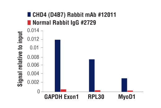 Chromatin Immunoprecipitation Image 3: CHD4 (D4B7) Rabbit Monoclonal Antibody