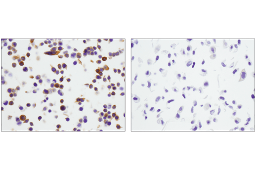 Immunohistochemistry Image 7: STING (D2P2F) Rabbit Monoclonal Antibody