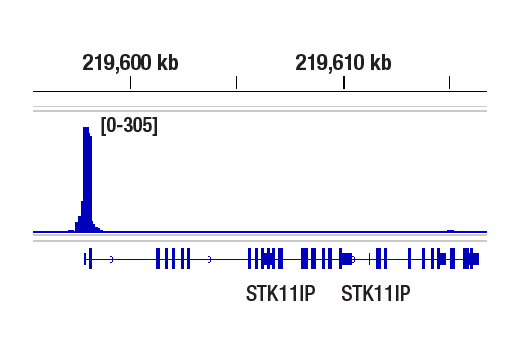 CUT & RUN Image 1: SP1 (D4C3) Rabbit Monoclonal Antibody
