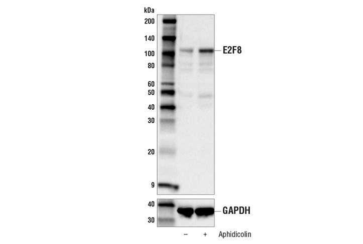 Western Blotting Image 1: E2F8 (E8I3L) Rabbit mAb