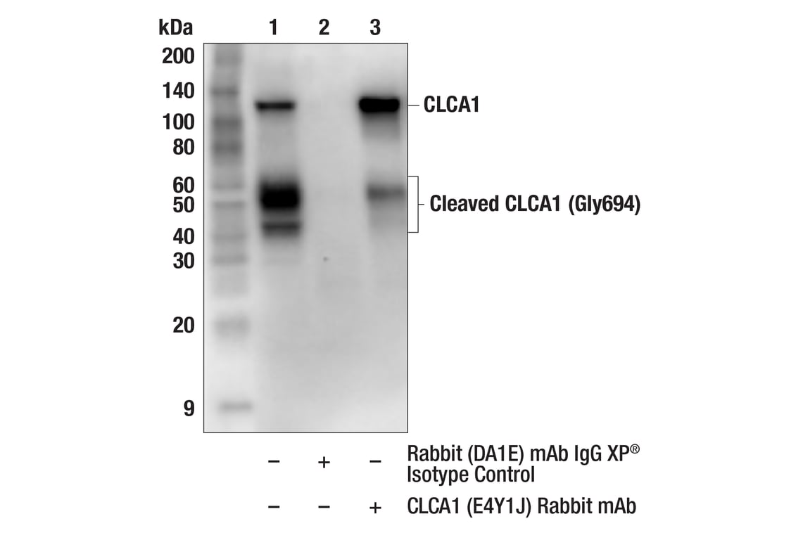 Immunoprecipitation Image 1: CLCA1 (E4Y1J) Rabbit Monoclonal Antibody