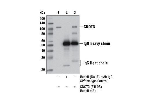 Immunoprecipitation Image 1: CNOT3 (E1L9S) Rabbit Monoclonal Antibody