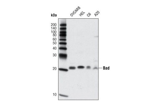 Western Blotting Image 1: Bad (D24A9) Rabbit mAb