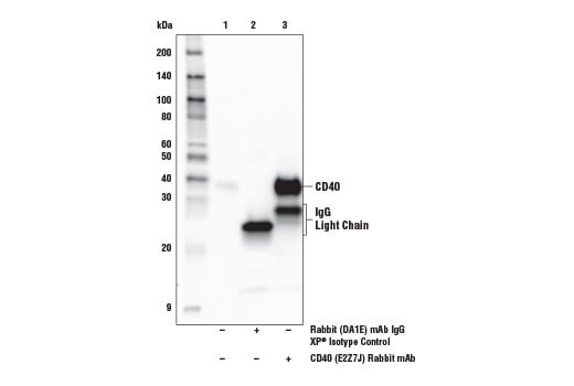 CD40 (E2Z7J) Rabbit mAb | Cell Signaling Technology
