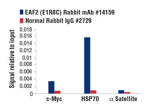 Chromatin Immunoprecipitation Image 1: EAF2 (E1R8C) Rabbit Monoclonal Antibody