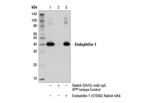 Immunoprecipitation Image 1: Endophilin-1 (E1E6Q) Rabbit Monoclonal Antibody
