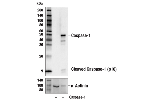 Western Blotting Image 3: Caspase-1 (E4R8K) Rabbit Monoclonal Antibody