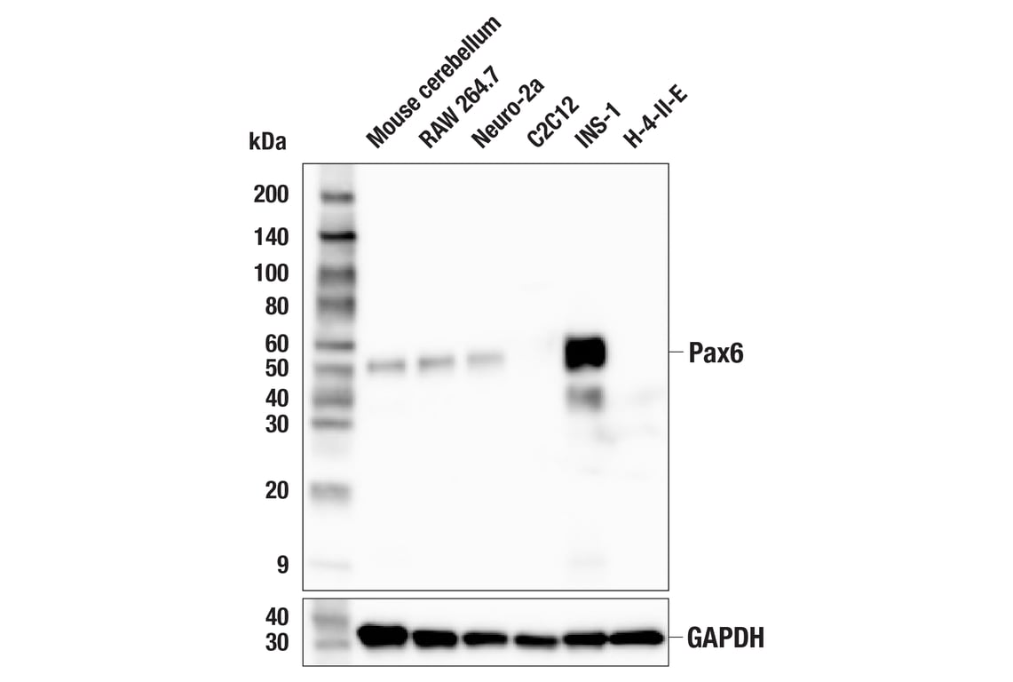 Western Blotting Image 2: Pax6 (D3A9V) Rabbit Monoclonal Antibody (BSA and Azide Free)