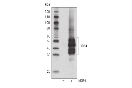 Western Blotting Image 2: DR4 (D9S1R) Rabbit Monoclonal Antibody