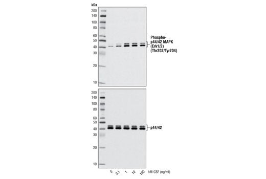 undefined Image 3: Human CSF-1/M-CSF Recombinant Protein