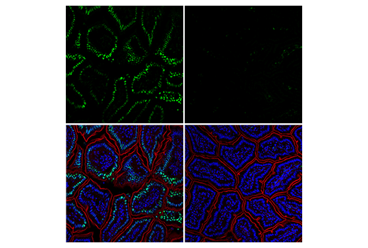 Immunofluorescence Image 1: Phospho-c-Jun (Ser73) (D47G9) Rabbit Monoclonal Antibody