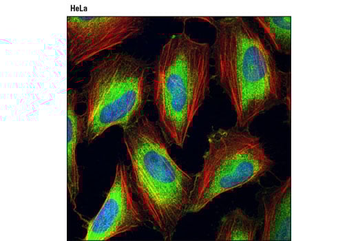 Immunofluorescence Image 1: HOP (D10E2) Rabbit Monoclonal Antibody