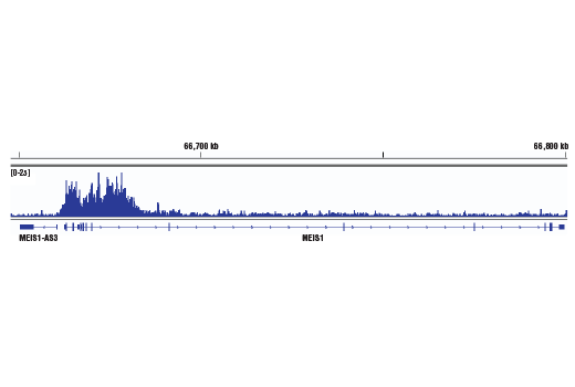 Chromatin Immunoprecipitation Image 1: MLLT1/ENL (D9M4B) Rabbit mAb