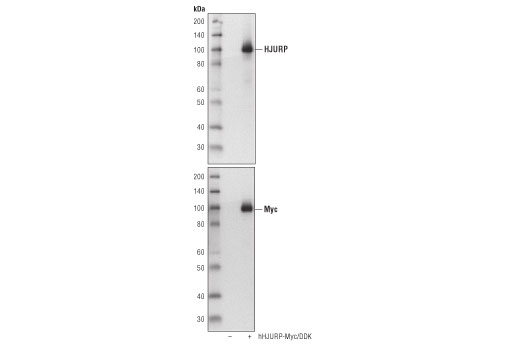 Western Blotting Image 2: HJURP (D3A8Z) Rabbit Monoclonal Antibody