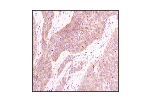 Immunohistochemistry Image 5: Acetyl-CoA Carboxylase (C83B10) Rabbit Monoclonal Antibody (BSA and Azide Free)
