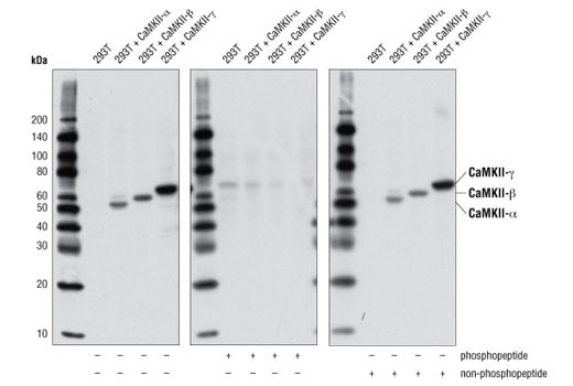 Western Blotting Image 3: Phospho-CaMKII (Thr286) (D21E4) Rabbit mAb