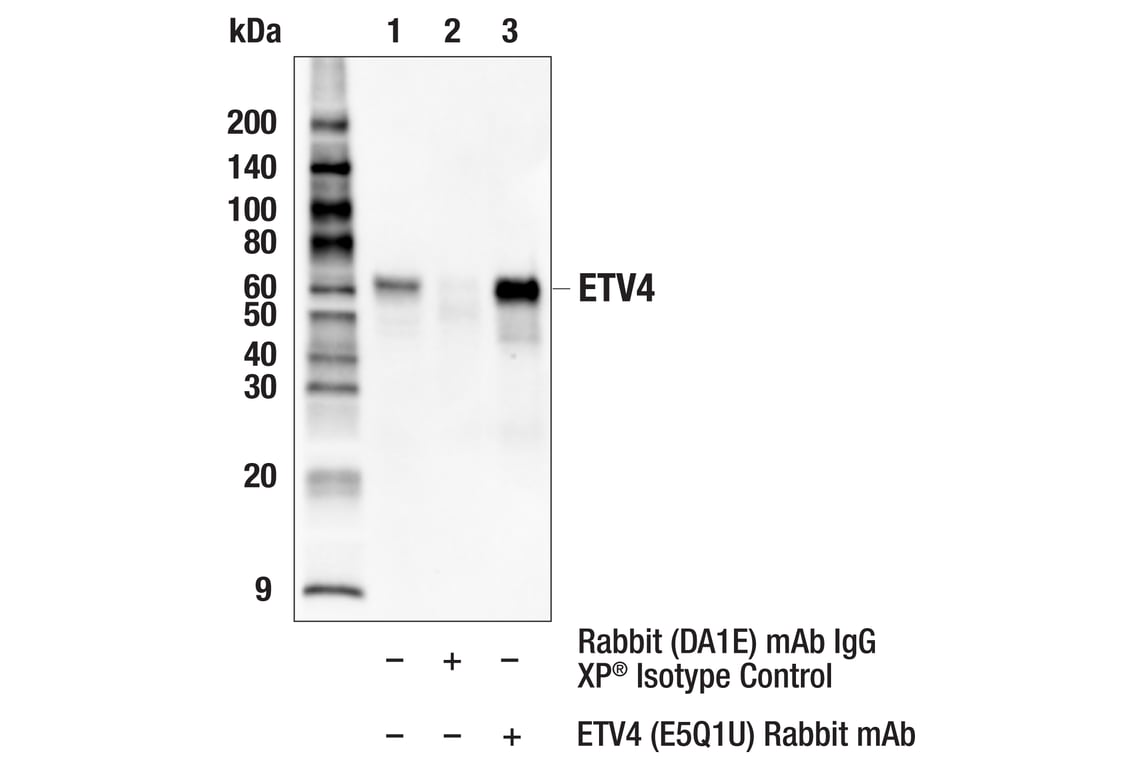 Immunoprecipitation Image 1: ETV4 (E5Q1U) Rabbit Monoclonal Antibody