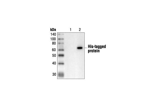 Western Blotting Image 1: His-Tag (27E8) Mouse mAb