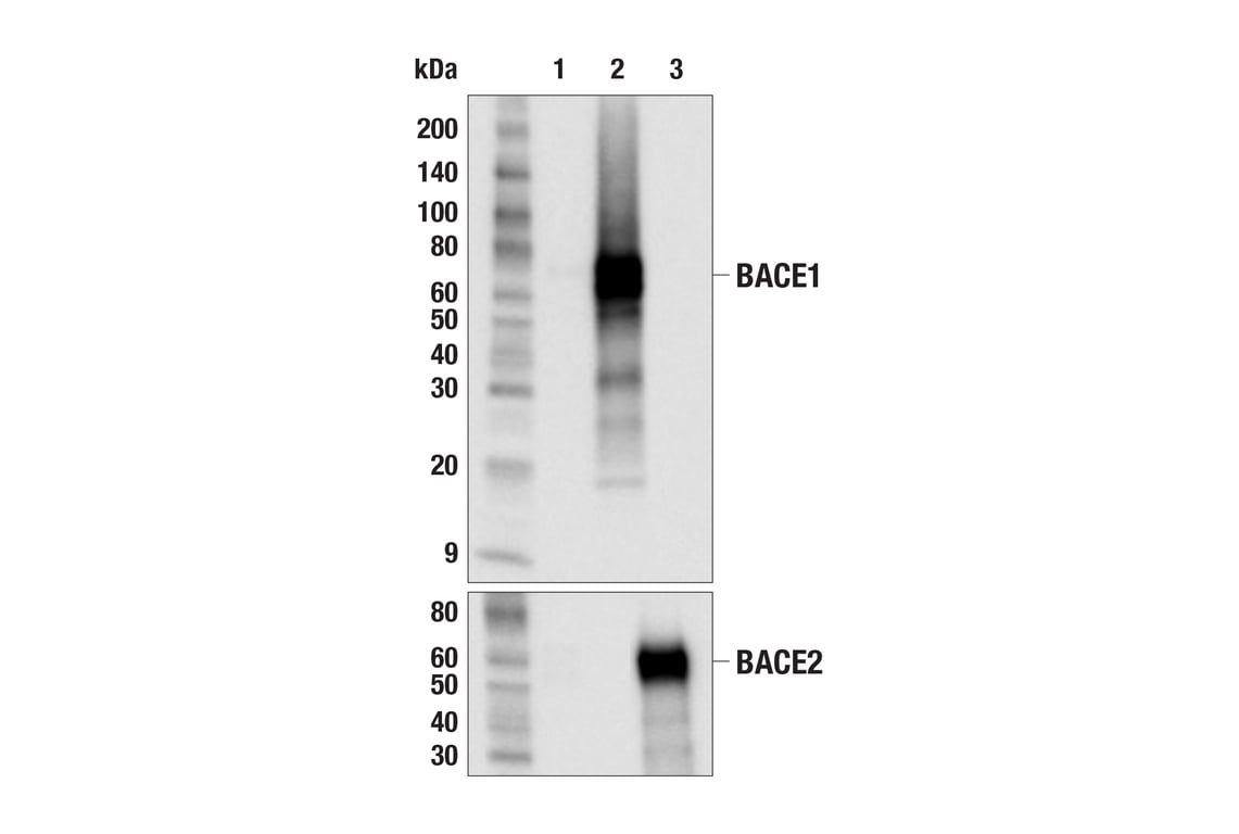 Western Blotting Image 2: BACE1 (F4Z7X) Rabbit Monoclonal Antibody