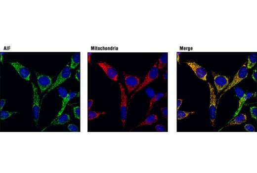 Immunofluorescence Image 1: AIF Antibody