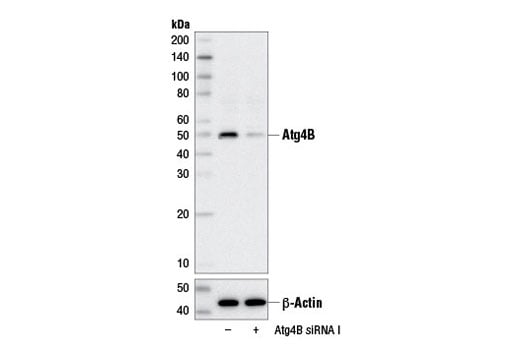 undefined Image 15: Autophagy Vesicle Elongation (LC3 Conjugation) Antibody Sampler Kit