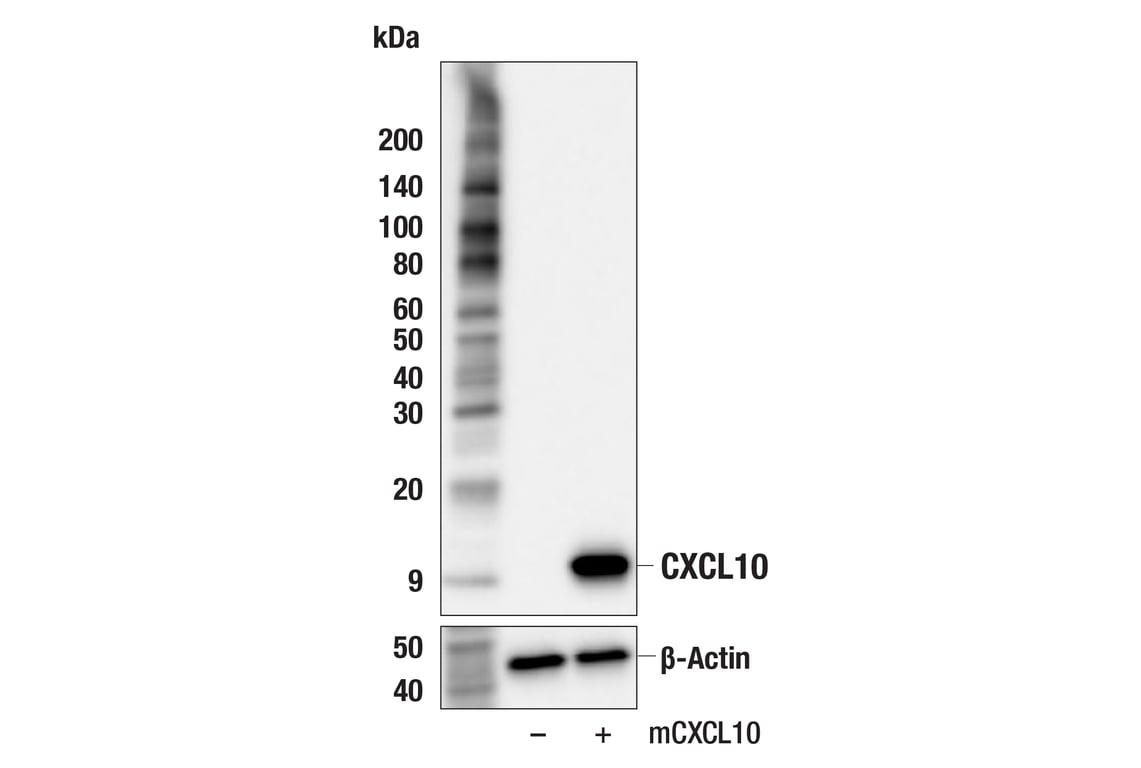 Western Blotting Image 3: CXCL10 (F8S6H) Rabbit Monoclonal Antibody