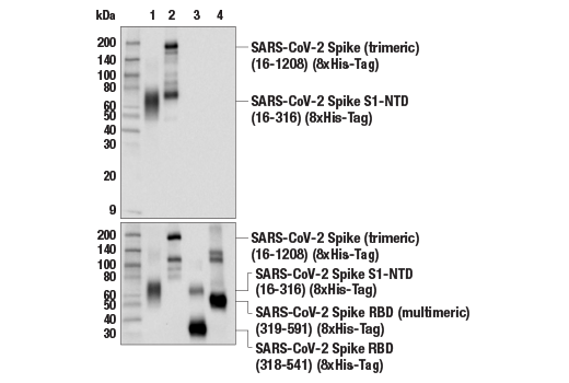 Western Blotting Image 2: SARS-CoV-2 Spike Protein (S1) (E5S3V) Rabbit Monoclonal Antibody (BSA and Azide Free)