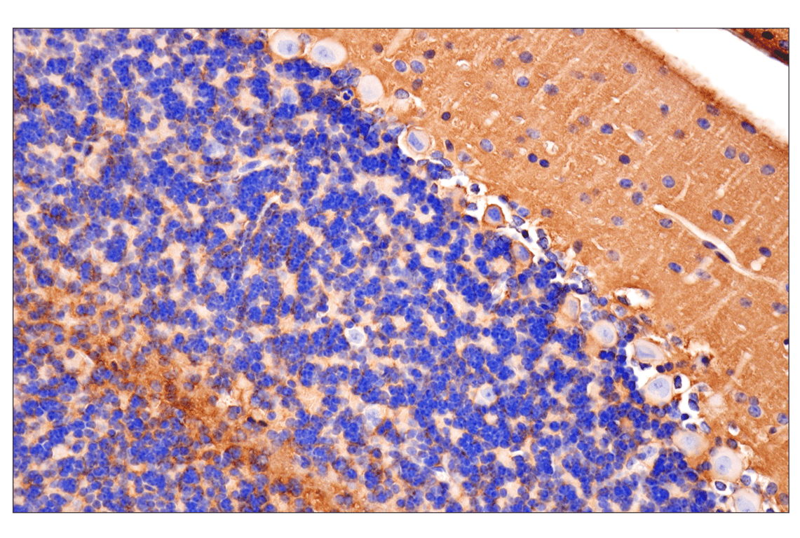 undefined Image 23: Mouse Reactive Exosome Marker Antibody Sampler Kit
