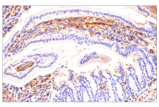 Immunohistochemistry Image 6: ApoE (E7X2A) Rabbit Monoclonal Antibody