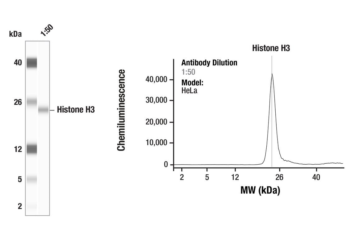Western Blotting Image 1: Histone H3 (96C10) Mouse Monoclonal Antibody
