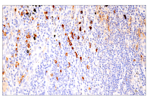 Immunohistochemistry Image 3: IgA (N1CLA) Mouse Monoclonal Antibody