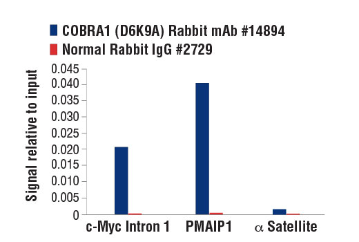 Chromatin Immunoprecipitation Image 3: COBRA1 (D6K9A) Rabbit Monoclonal Antibody