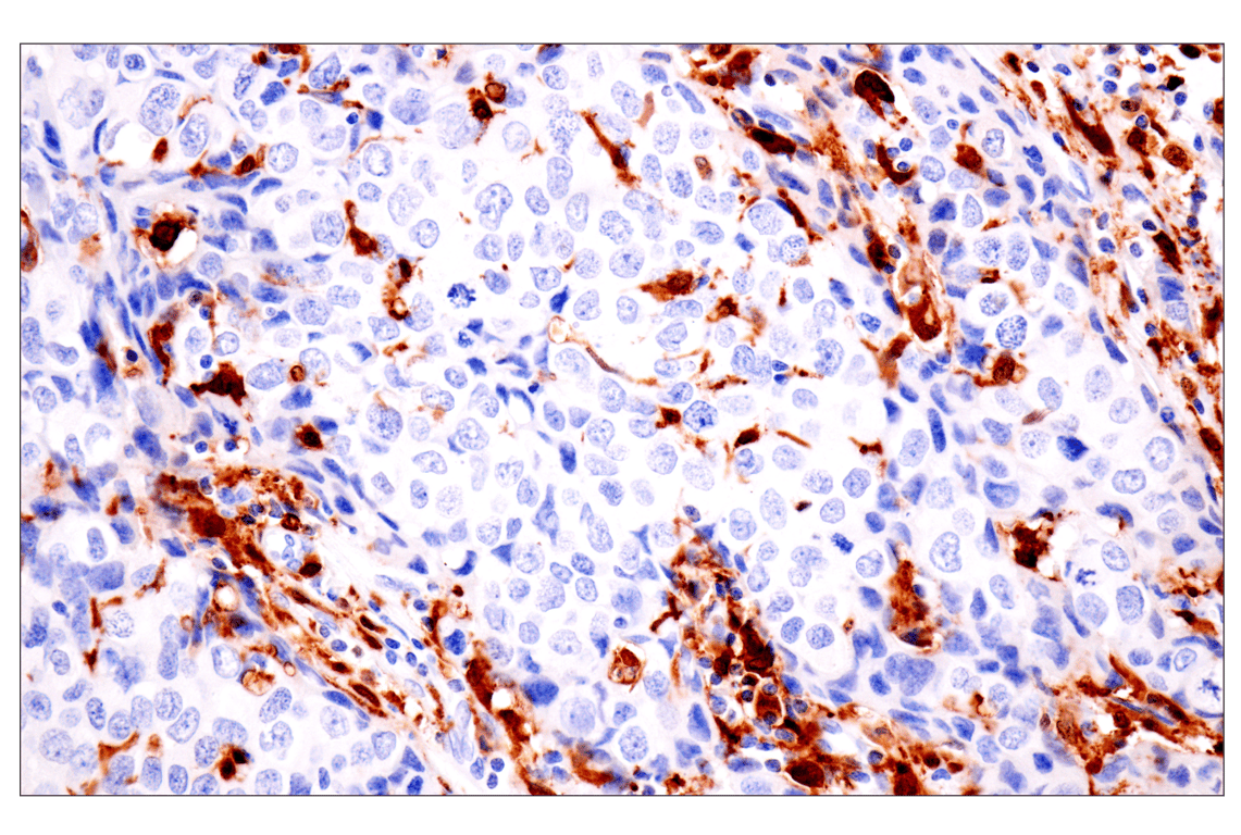 Immunohistochemistry Image 1: p47phox (F3Y6C) Rabbit Monoclonal Antibody
