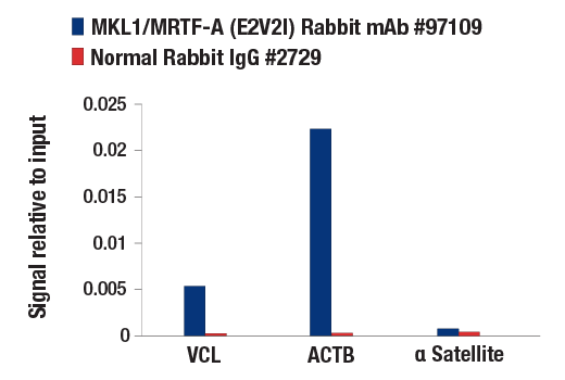 Chromatin Immunoprecipitation Image 1: MKL1/MRTF-A (E2V2I) Rabbit Monoclonal Antibody