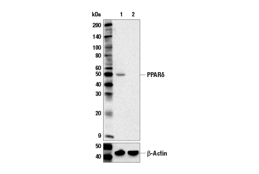 Western Blotting Image 2: PPAR delta (E8O3H) Rabbit Monoclonal Antibody