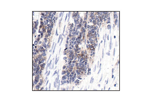Immunohistochemistry Image 1: NCAM1 (CD56) (123C3) Mouse Monoclonal Antibody (BSA and Azide Free)