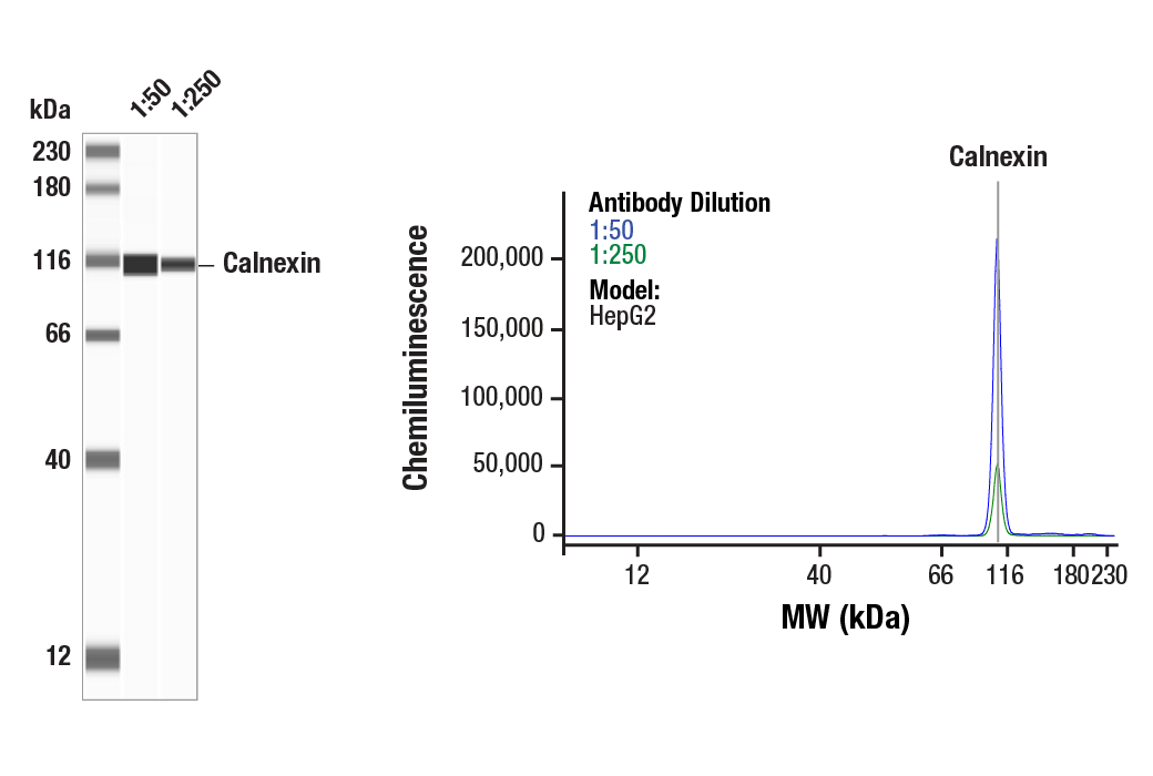 undefined Image 24: ER Stress Antibody Sampler Kit