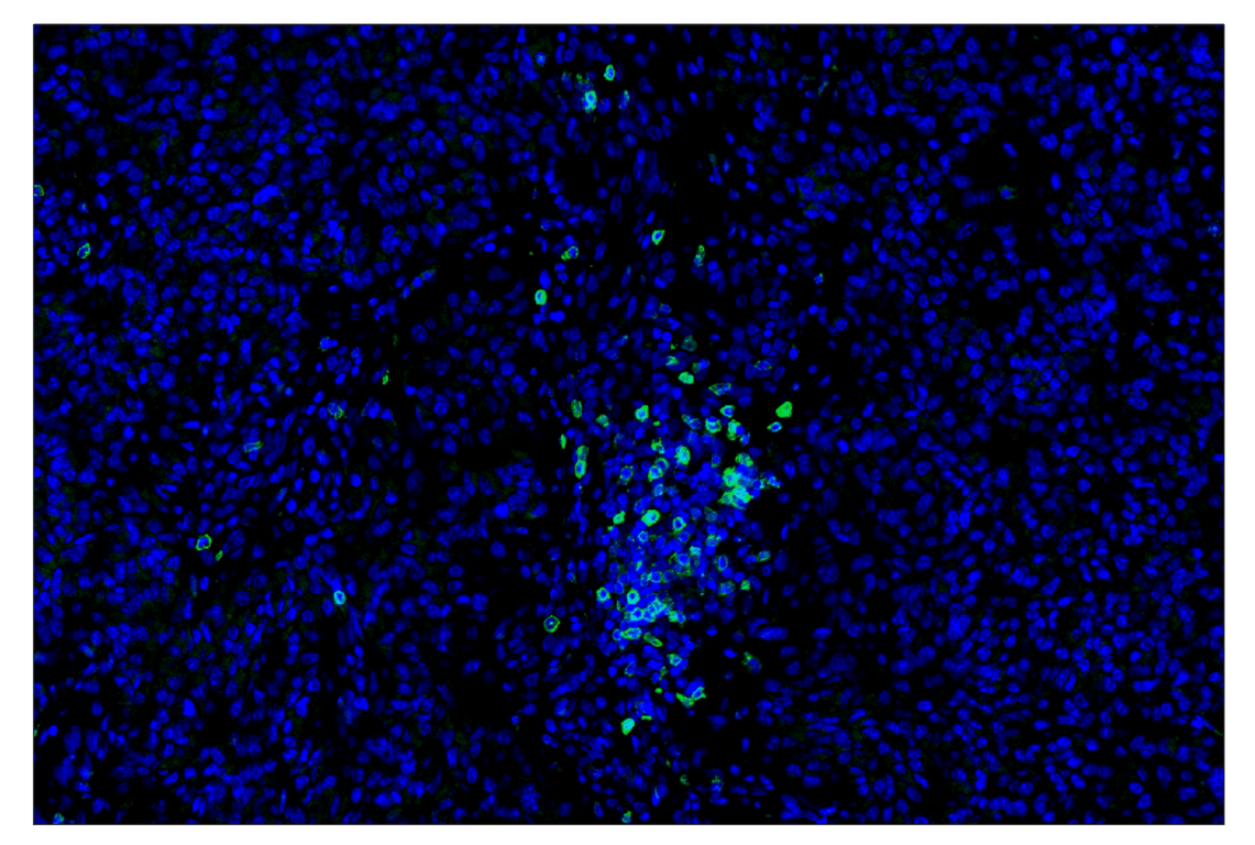 Immunohistochemistry Image 1: CD62L/L-Selectin (E7X9I) & CO-0182-488 SignalStar<sup>™</sup> Oligo-Antibody Pair