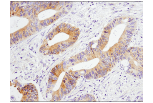 Immunohistochemistry Image 3: GAS6 (D3A3G) Rabbit Monoclonal Antibody