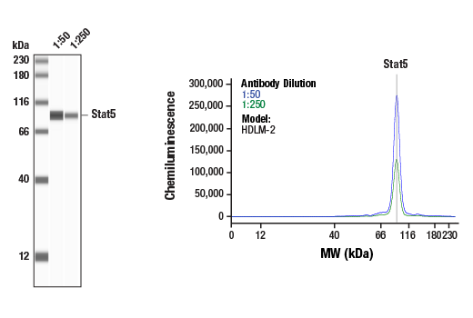 undefined Image 47: Stat Antibody Sampler Kit II